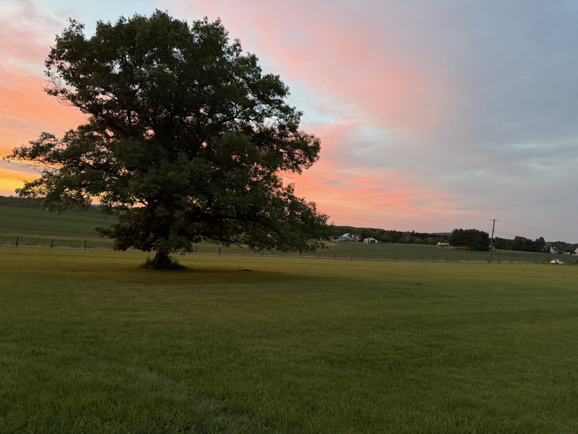 A lone oak tree catching the last pink light of dusk